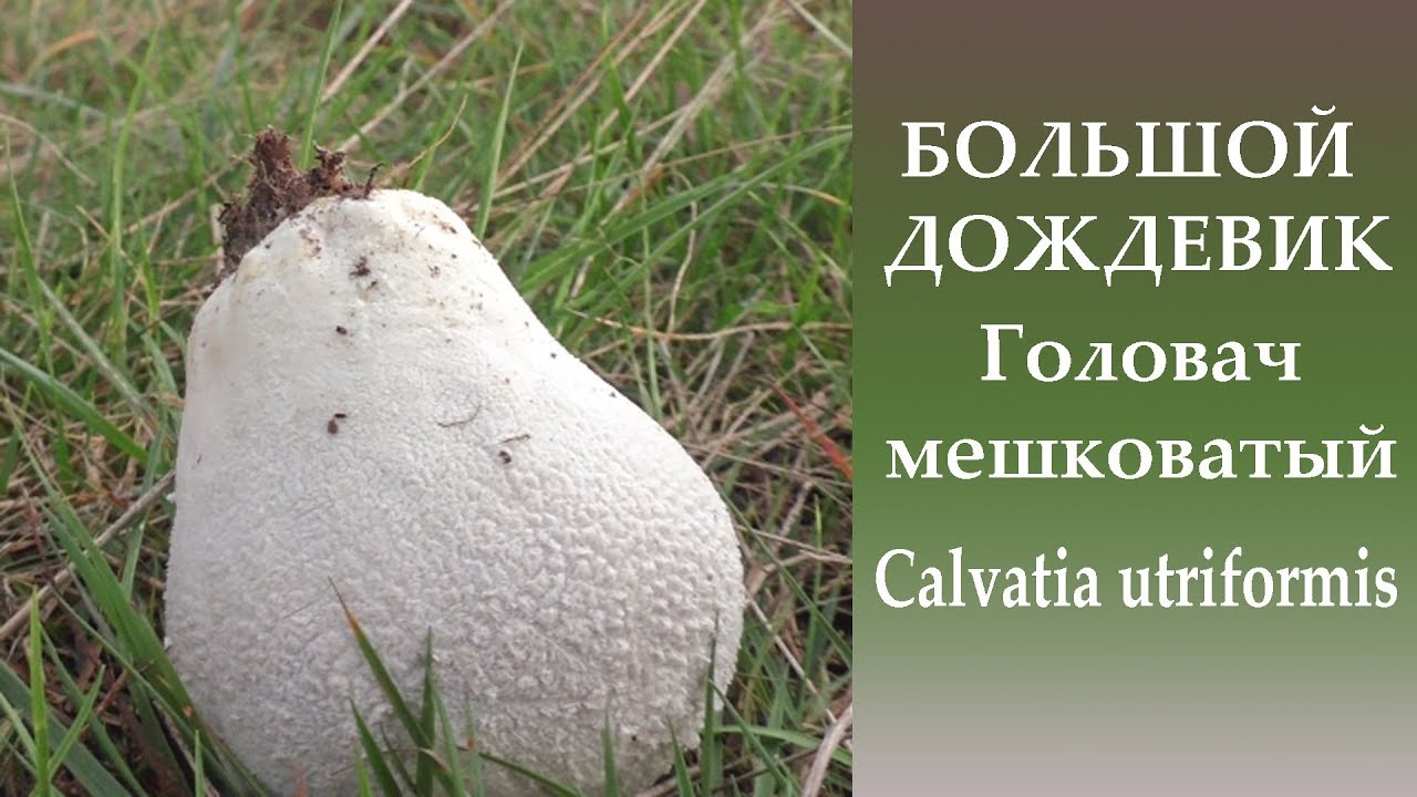 Большой дождевик. Головач мешковатый.