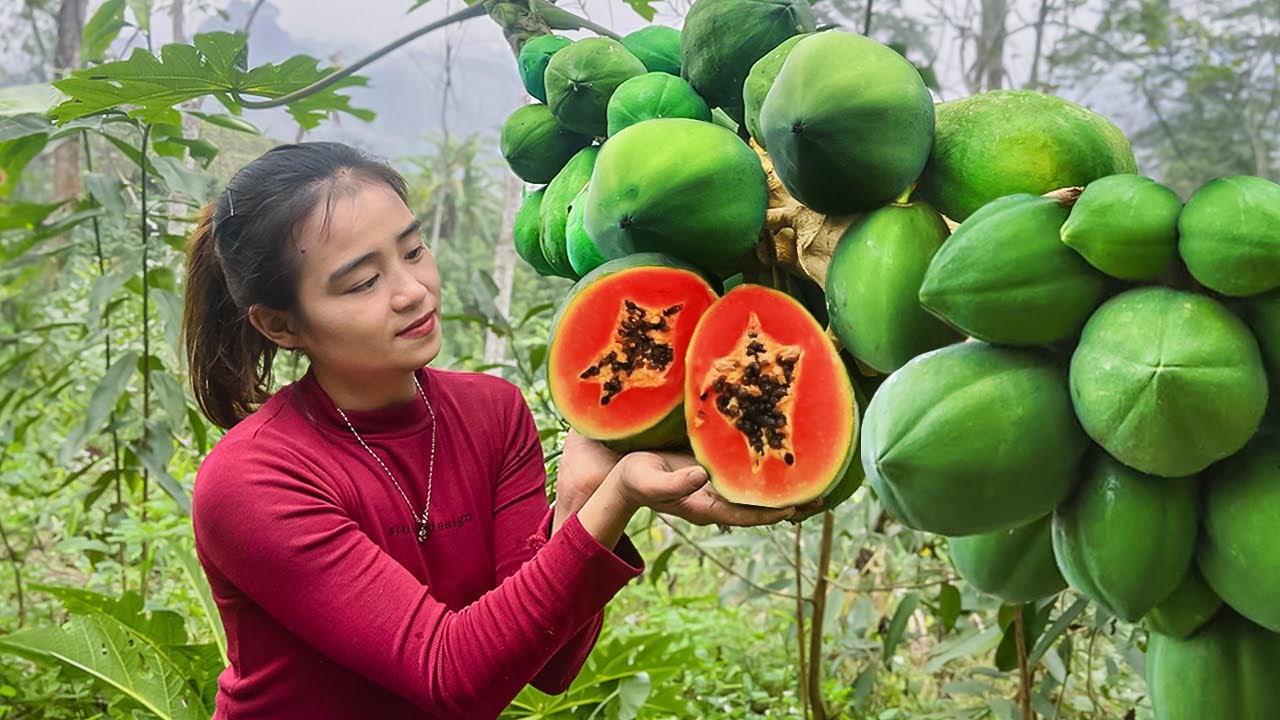 Harvesting Wild Papayas to Sell at Market - Take care of pigs and dogs - Live With Nature