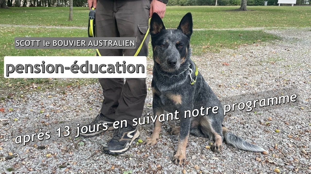 SCOTT superbe BOUVIER AUSTRALIEN après 13 jours de pension-éducation avec la formule « classique »