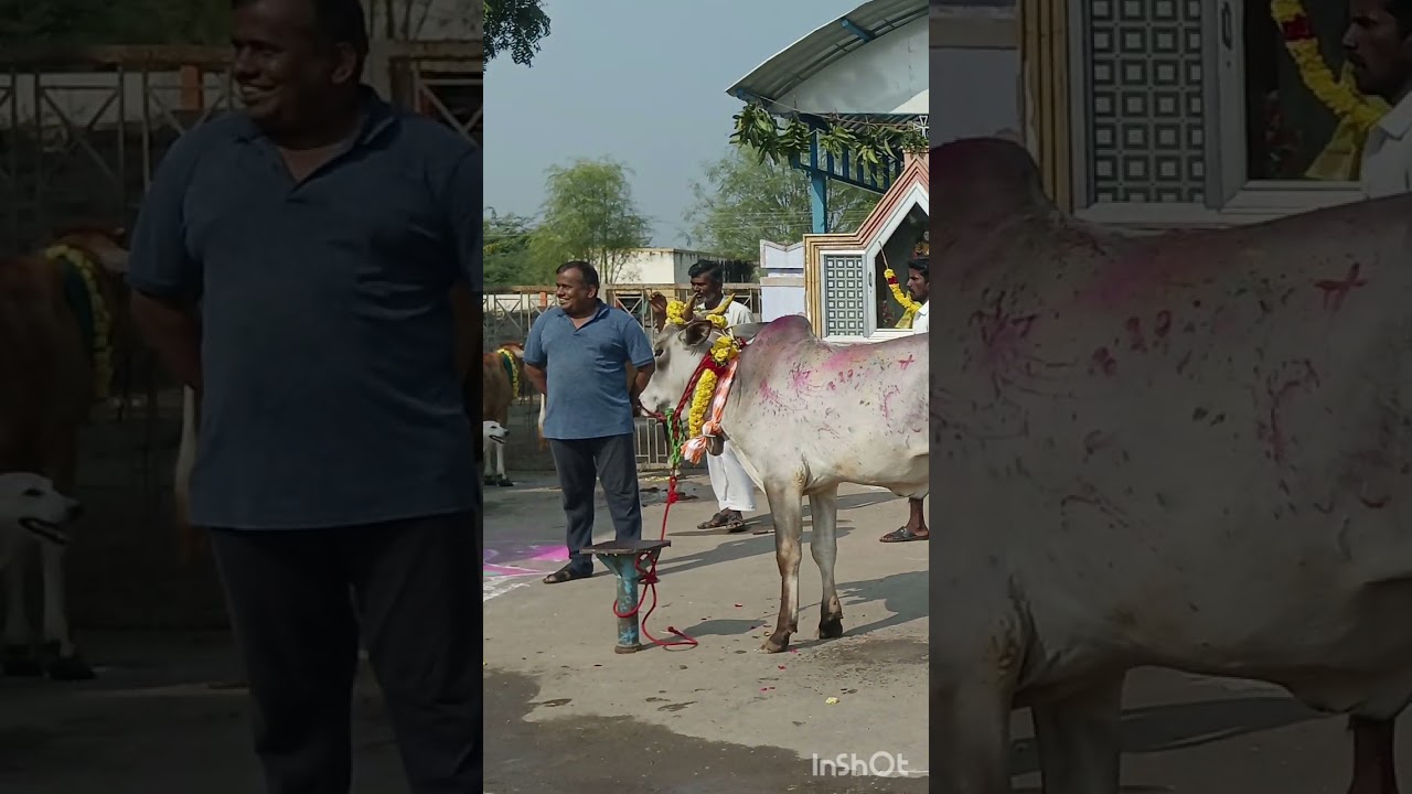புனித வனத்து அந்தோணியார் பொங்கல் விழா 2026 பாகம் 1 