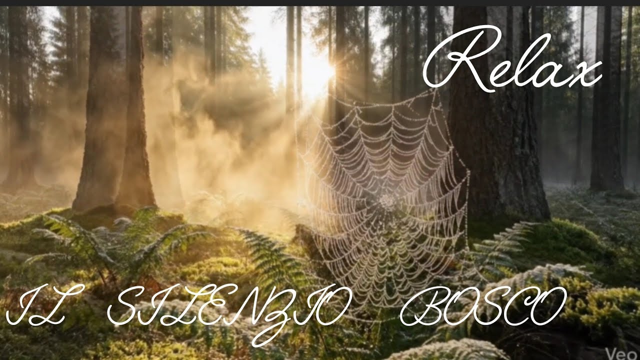 Il Silenzio del Bosco #relax 