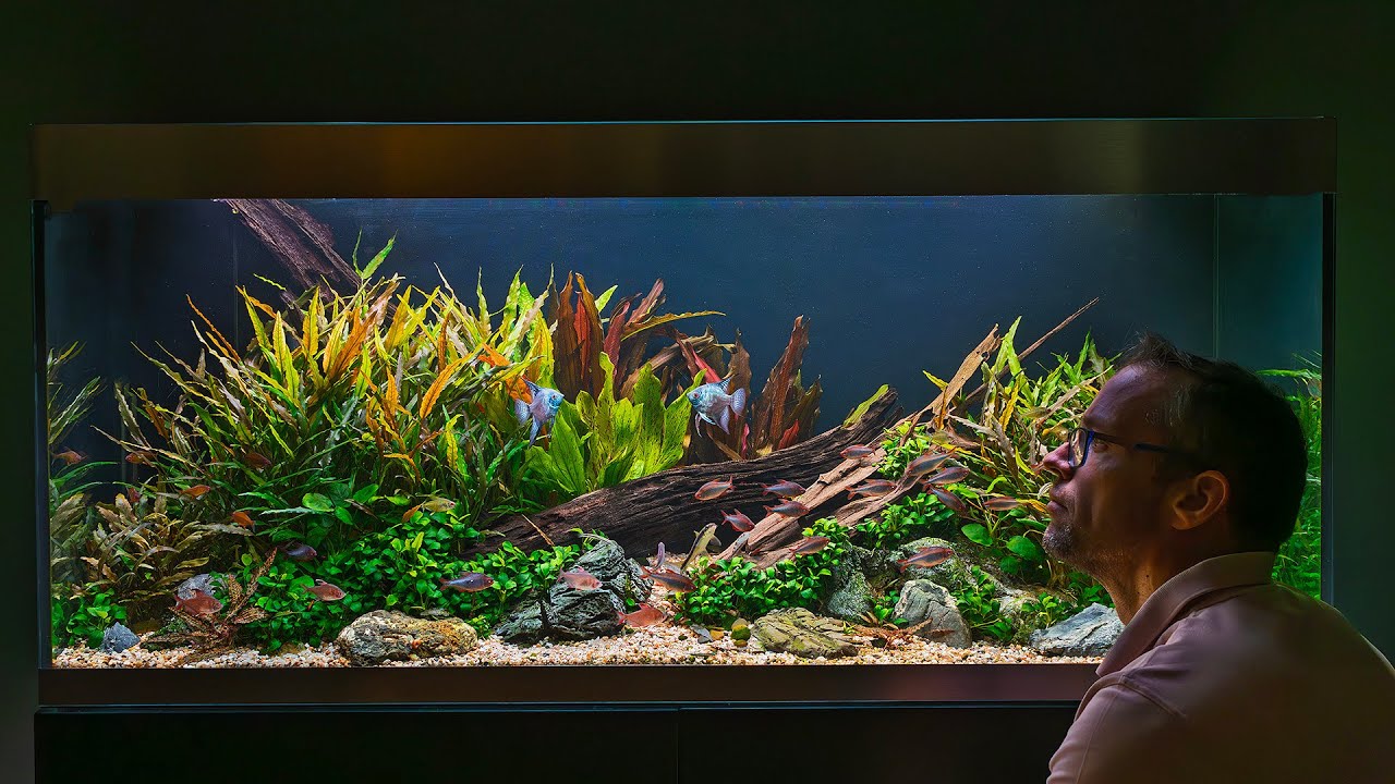 MY BIGGEST LESSONS FROM THIS 5 YEAR OLD PLANTED TANK (4K)