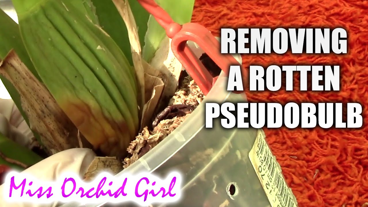 How to remove a rotting pseudo bulb on an Oncidium orchid