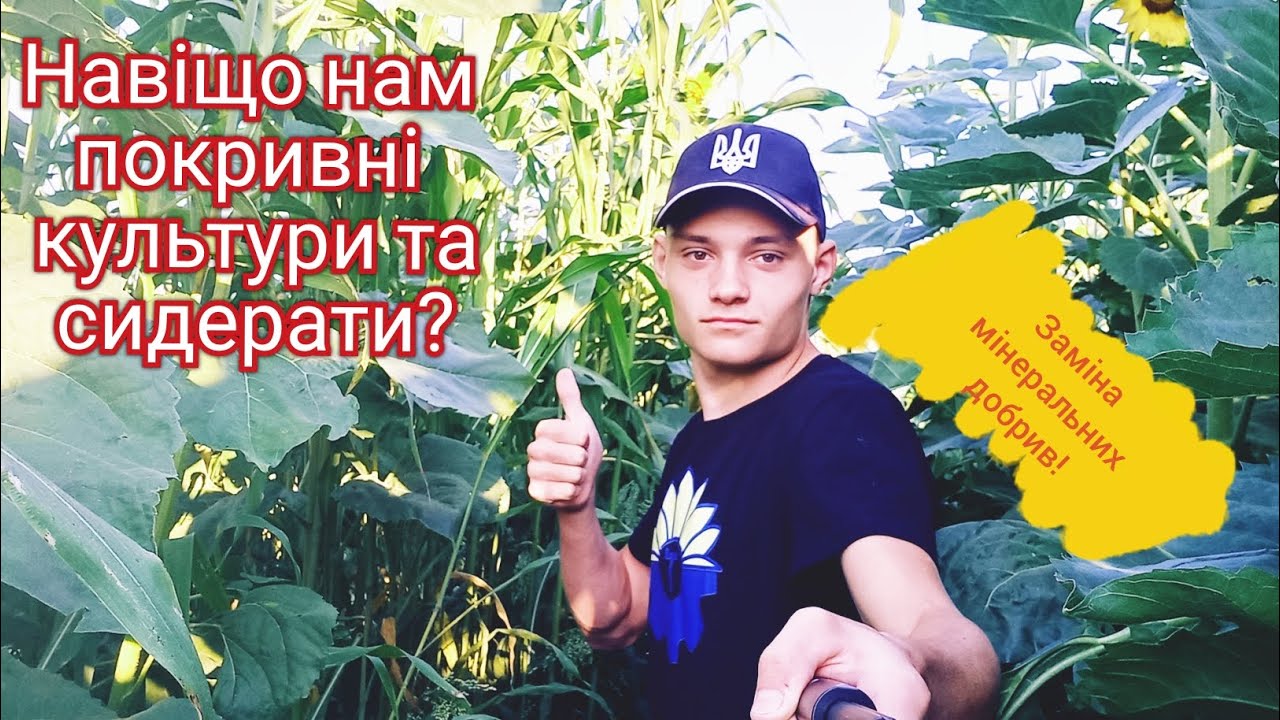 Чи потрібно сіяти покривні культури та сидерати?