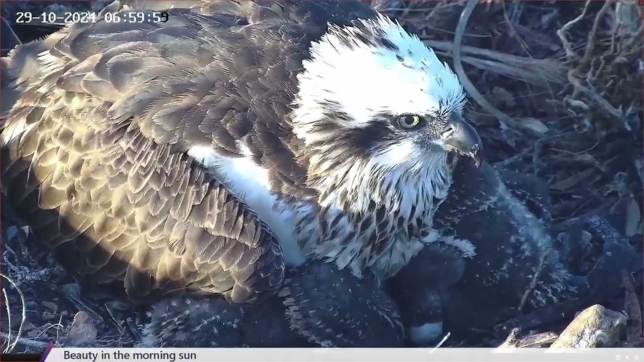 Weekly Summary from Port Lincoln Osprey | 03-11-2024