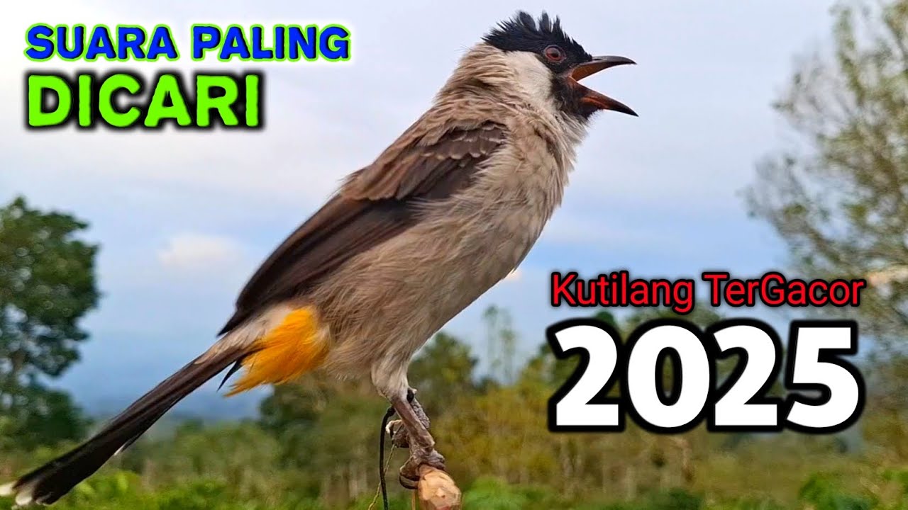 Suara Burung Kutilang Gacor Terbaru 2025 Paling Ampuh Untuk Masteran Agar Cepat Bunyi
