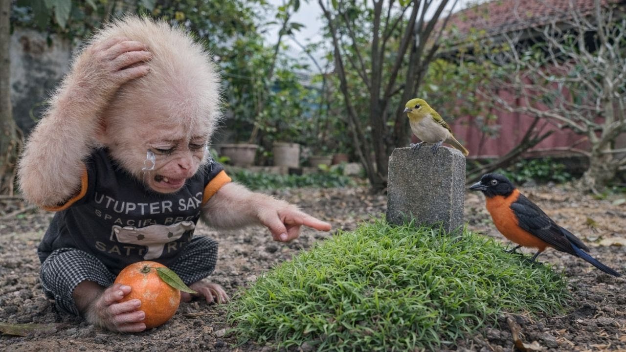 You Won’t Believe What This Little Monkey Did at His Wild Bird Friend’s Grave