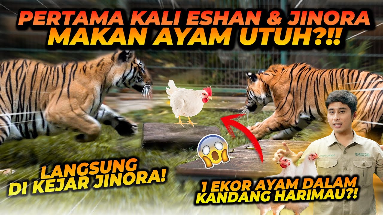 PERTAMA KALI ESHAN & JINORA DIKASIH AYAM UTUH ! TAPI MALAH INI YANG TERJADI !!