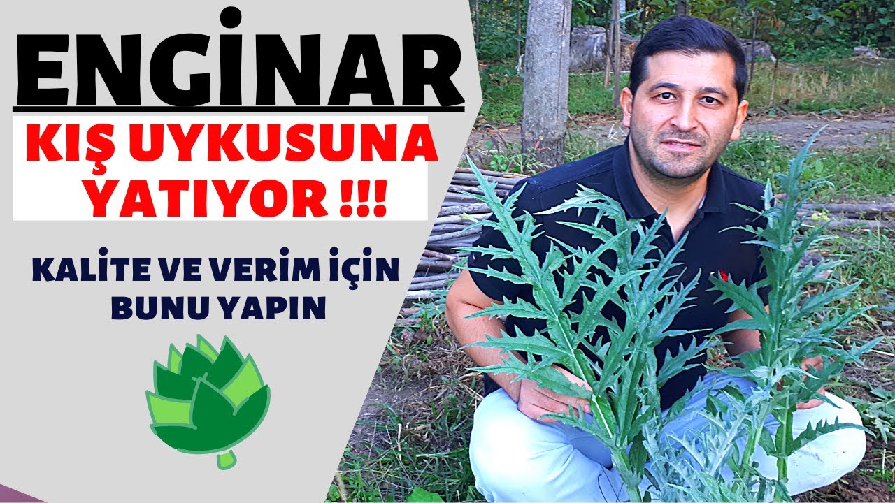 ENGİNAR YETİŞTİRİCİLİĞİ ENGİNARDA YÜKSEK VERİM VE KALİTE İÇİN BUNU YAPIN 2020