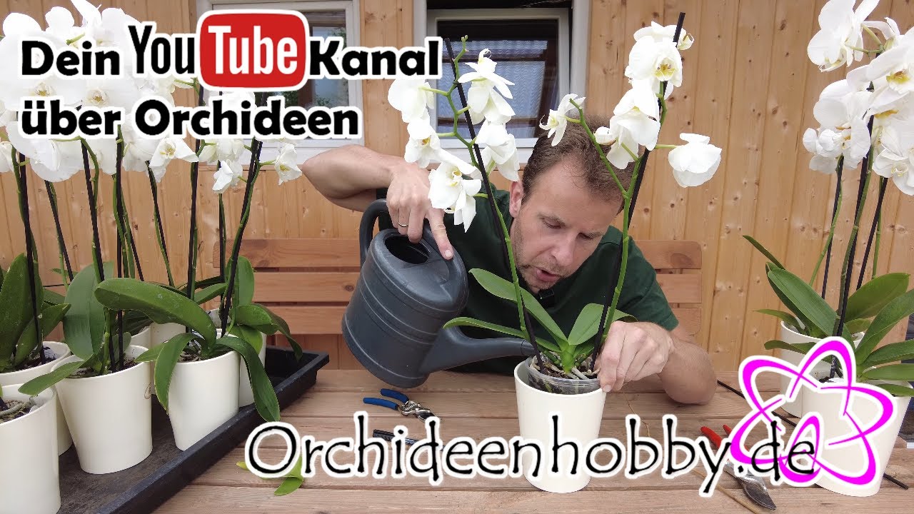 Warum er seine Orchideen nicht mehr gießt - Überraschende Ergebnisse - Woche 3 von 7