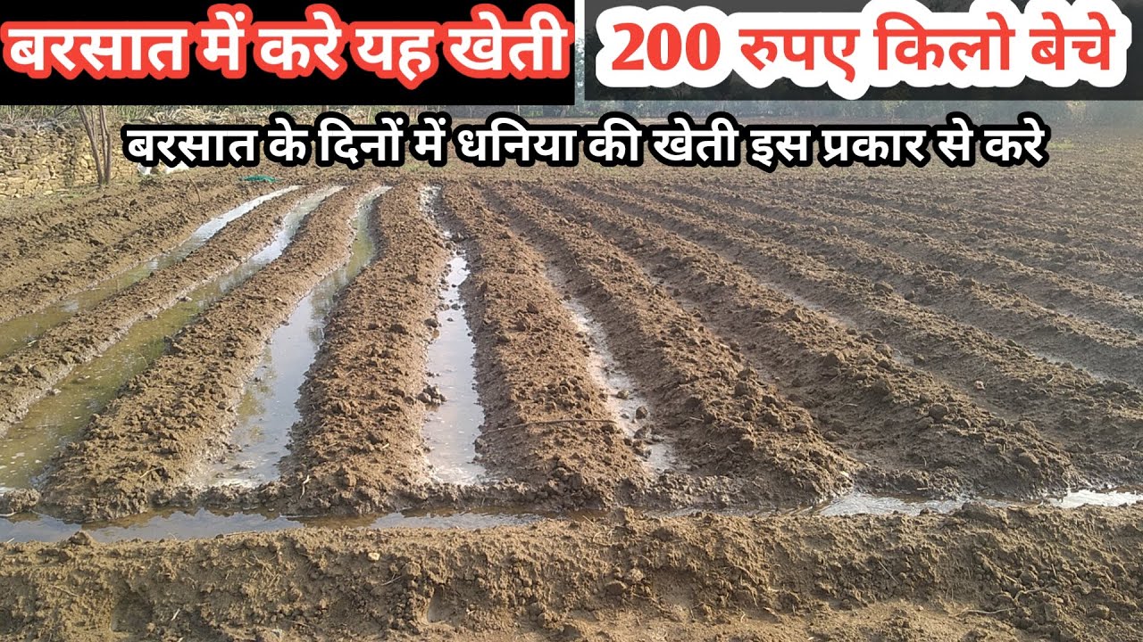 बारिश में धनिया की खेती करके कमाए लाखों रुपए, coriander farming technology,#agriculturebusiness