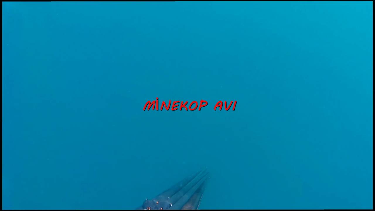 Minekop avı spearfishing umbrina cirrosa