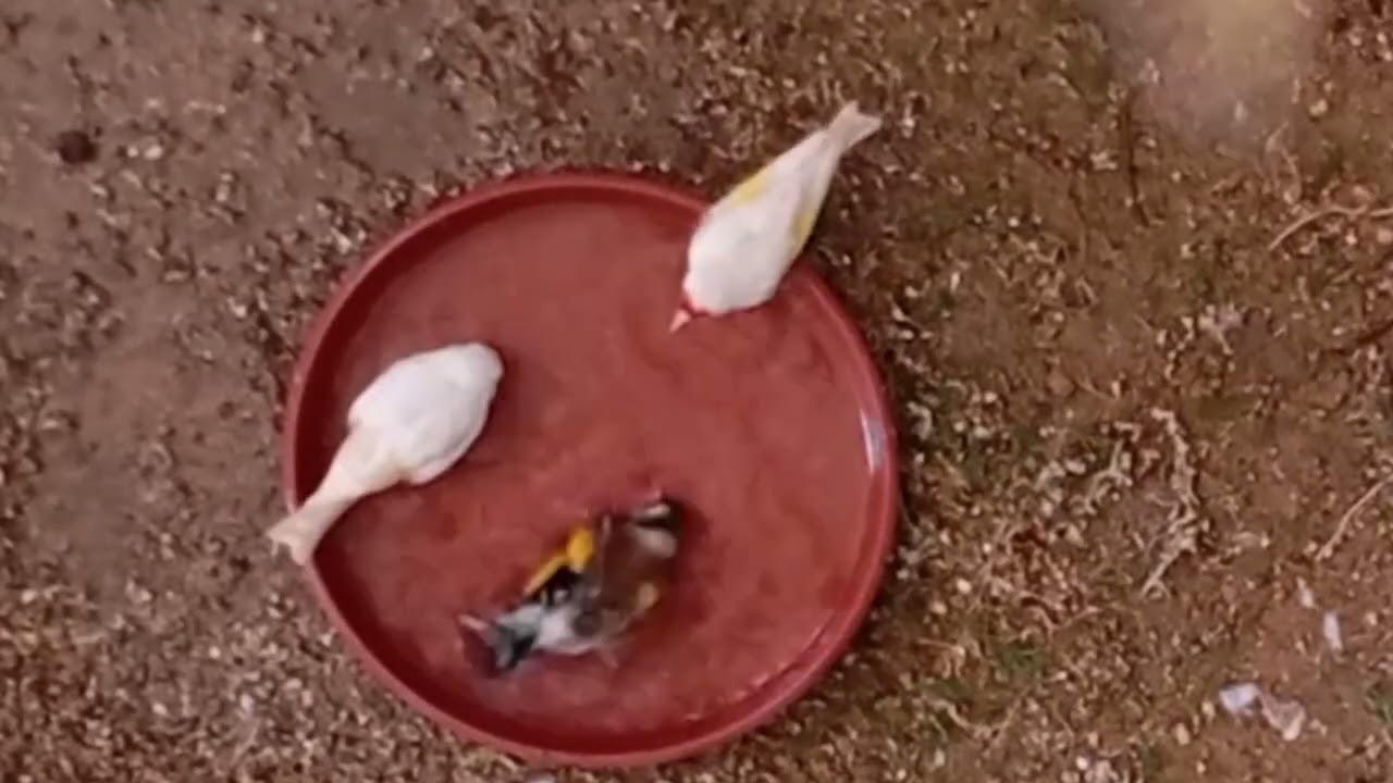Baño primaveral jilguero mutado (vista de pájaro) #aviariojoustia