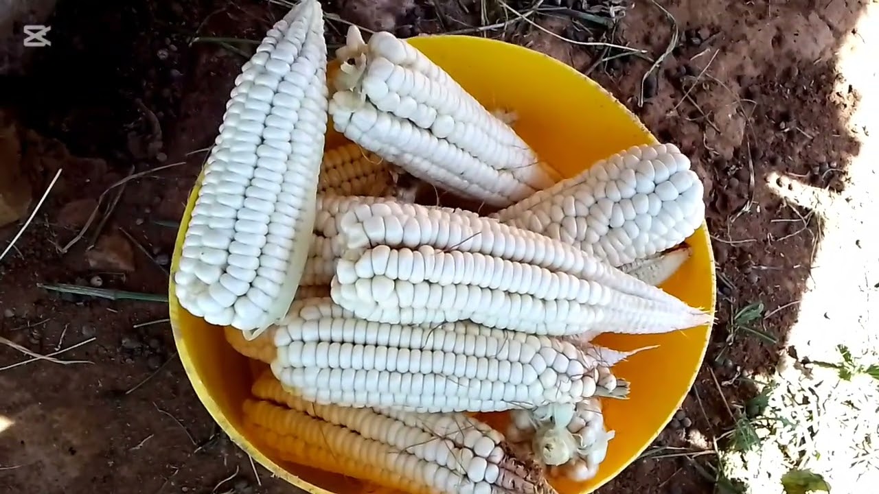 Daily routine of african mother in Africa Kenya🇰🇪