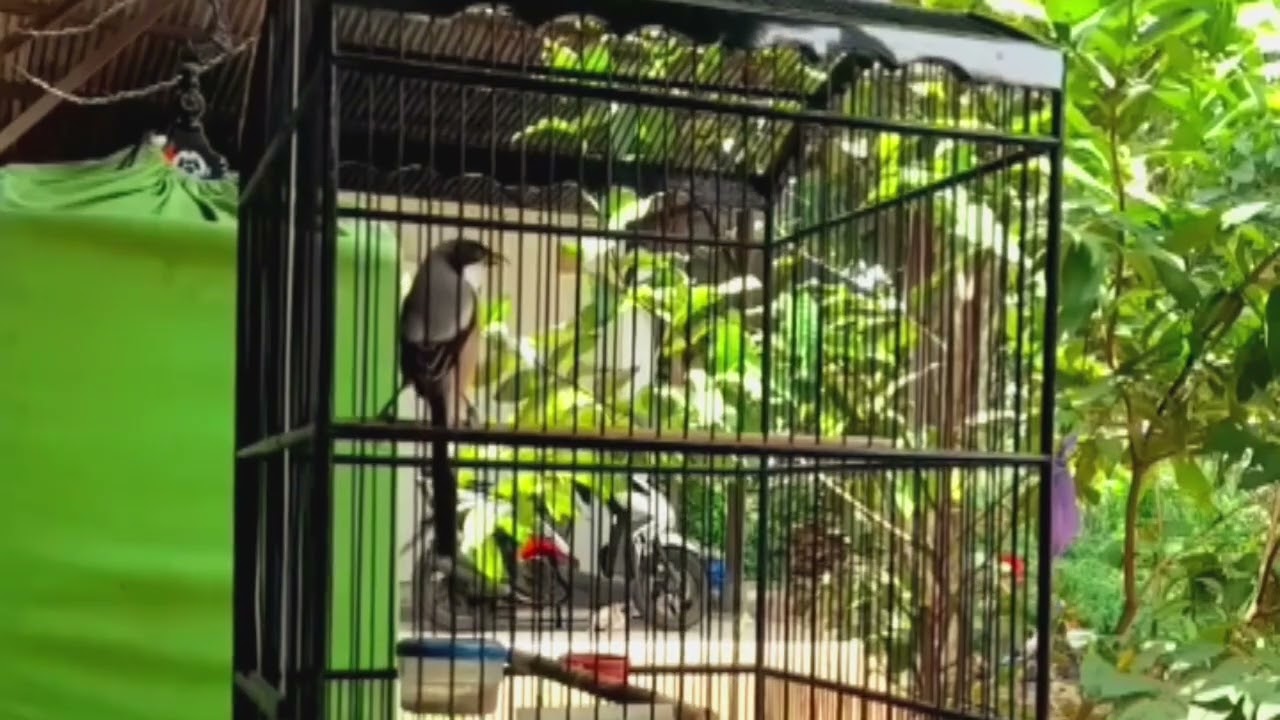 TEMBAKAN JADULAN ISTIMEWA BOLO #cendetgacor #bodbodcendet #ternakcendet #burung #cendet