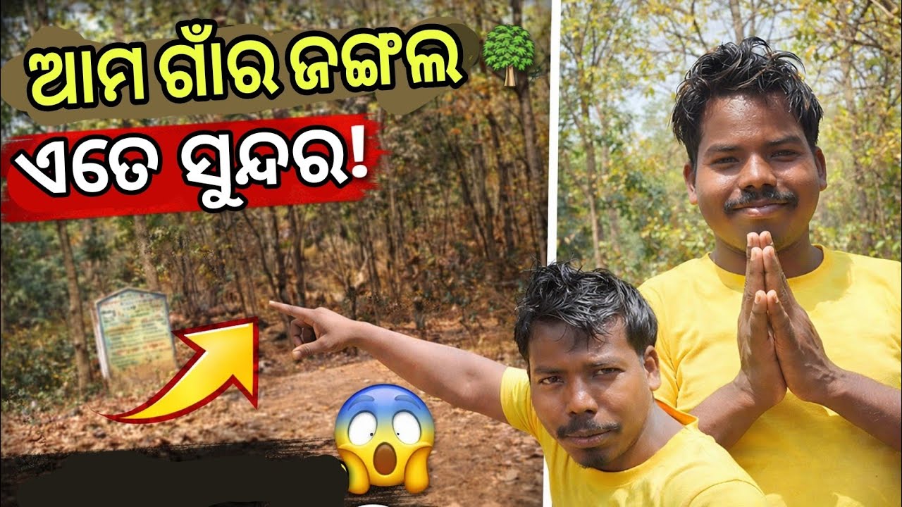 ଆମ ଗାଁର ଜଙ୍ଗଲ 🌳 | ଏତେ ସୁନ୍ଦର ଜଙ୍ଗଲ ଆପଣ କେବେ ଦେଖିନଥିବେ | Village Jungle Tour Odia