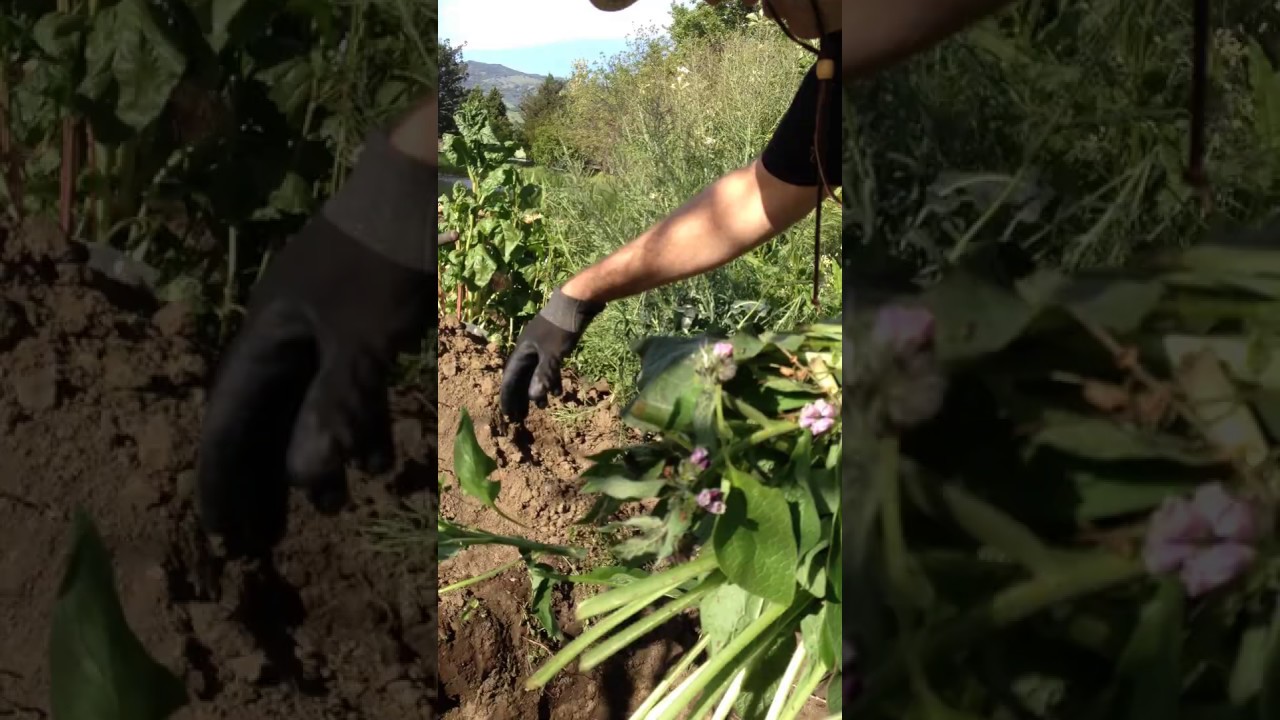 Building a Hugel-Pit Garden for Cannabis