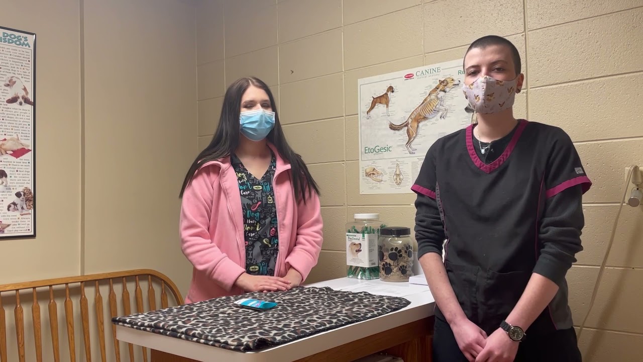 Surgery Aftercare: Feline Spay