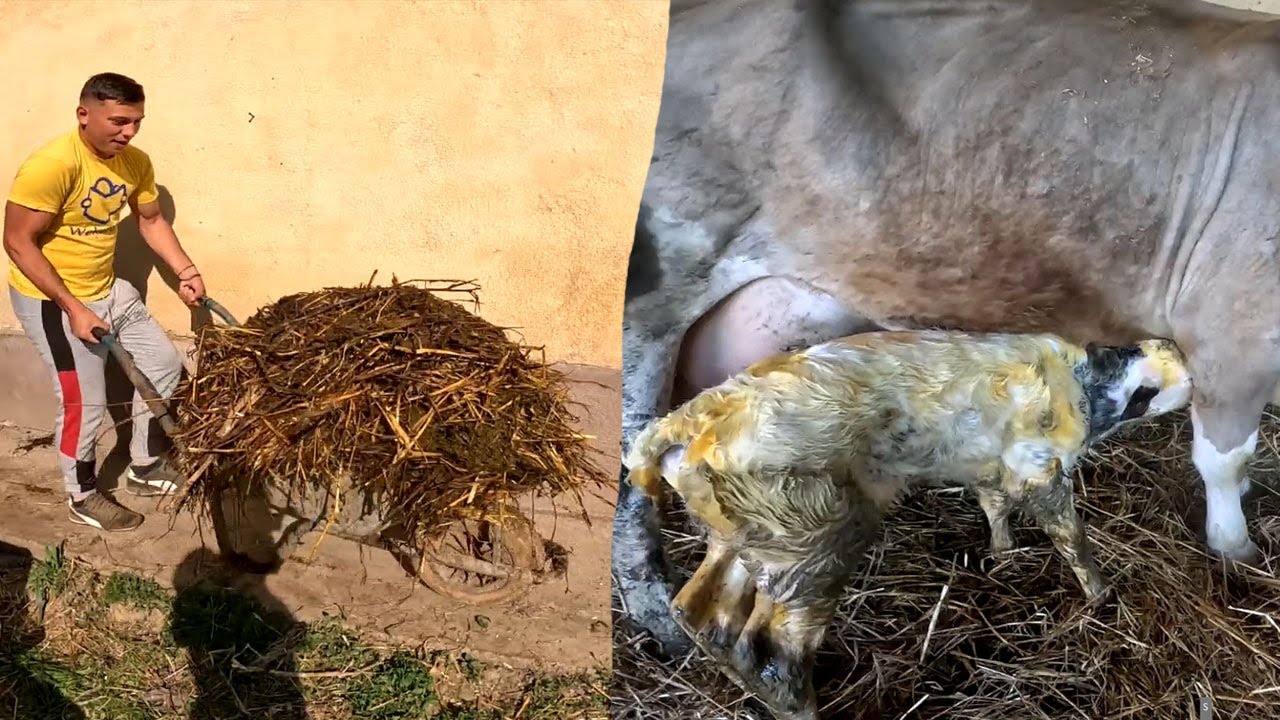 SZÜLETETT KISBOCI ! SZENVEDTEM A ROSSZ TARGONCÁVAL