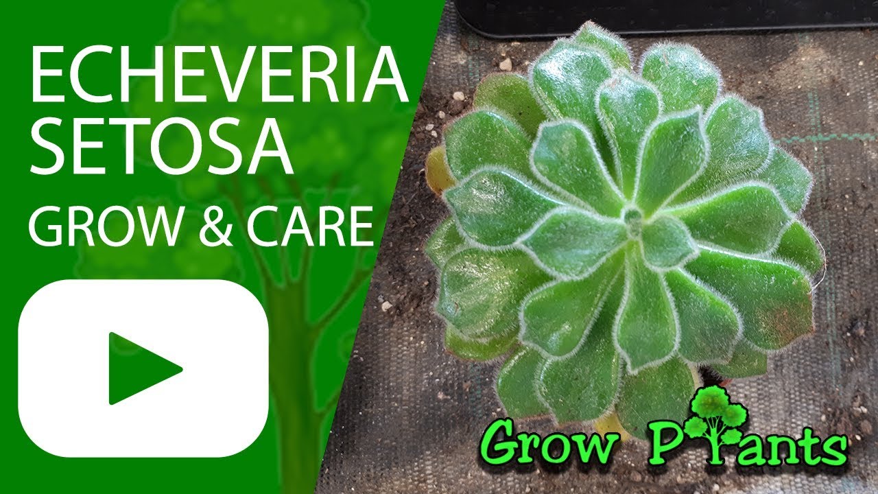 Echeveria setosa - grow & care (Mexican fire cracker)