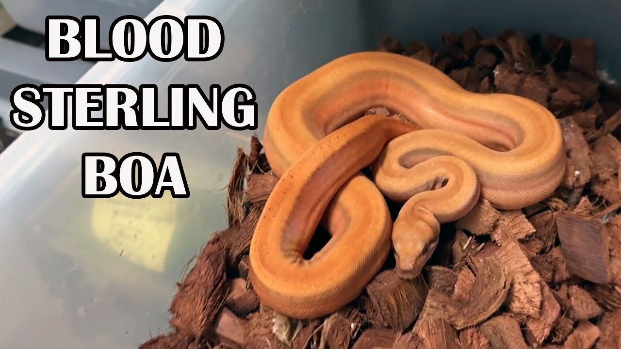 GENES THAT MAKE THE MOST SPECTACULAR BOAS