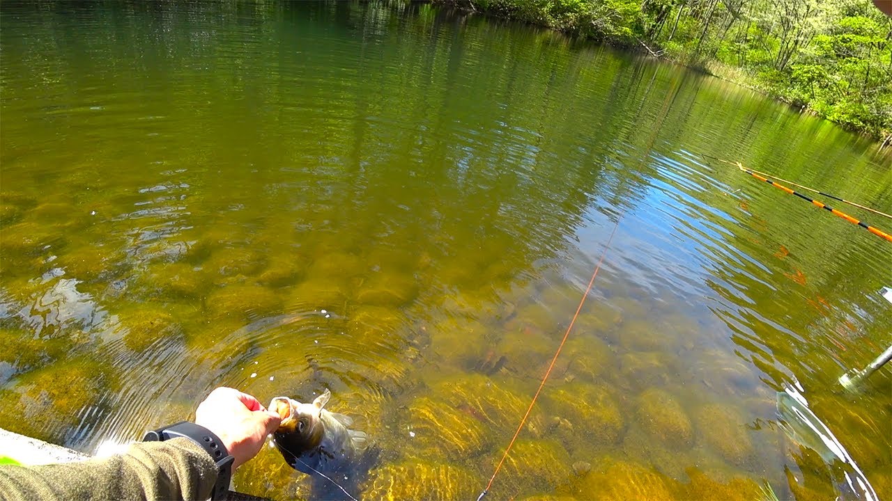山の上の湧き水でできた池！そこは隠れたヘラブナ爆釣スポットでした。