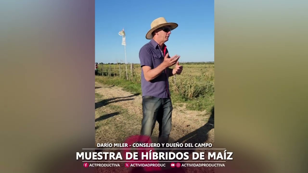 Muestra de Híbridos de Maíz - Darío Miller