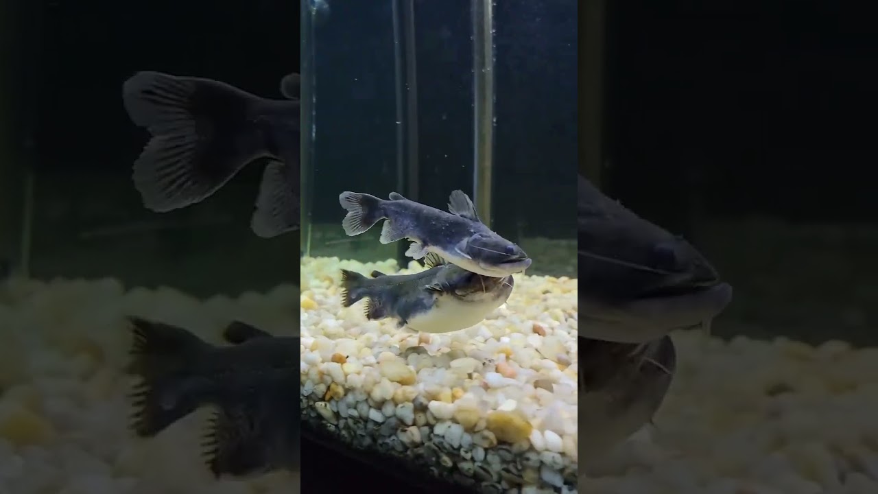 Моби пытается съесть сома-мечта! 😱