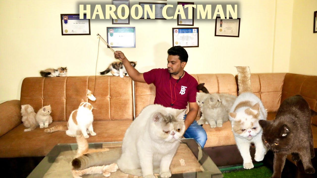 Best quality persians & exotic short hair cats By Catman of bhopal haroonCatman Royal Catman cattery