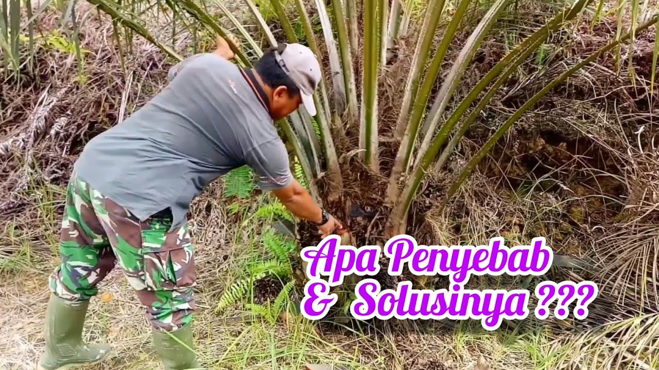 Ternyata ini Penyebab Sawit Pak De Tidak Mau Berbuah !!!