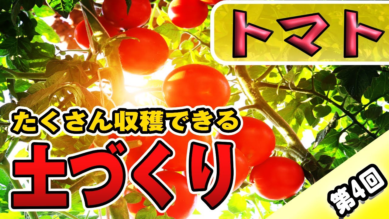 #4.トマトの育て方【土作り→おいしい実にするポイント】成長しやすい土とは？【有機肥料】【病害虫対策】【ミニトマト】【中玉トマト】【フルティカ】【プレミアムルビー】【家庭菜園】