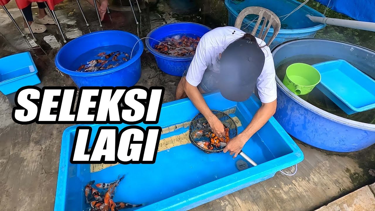 Dapat Lagi Showa Bagus-bagus Dari Dolah Koi Farm Masih Ada Grade A nya