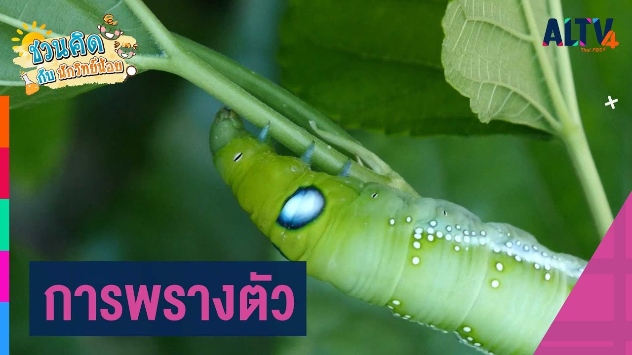 การพรางตัว : ชวนคิด กับนักวิทย์น้อย (27 ต.ค. 63)