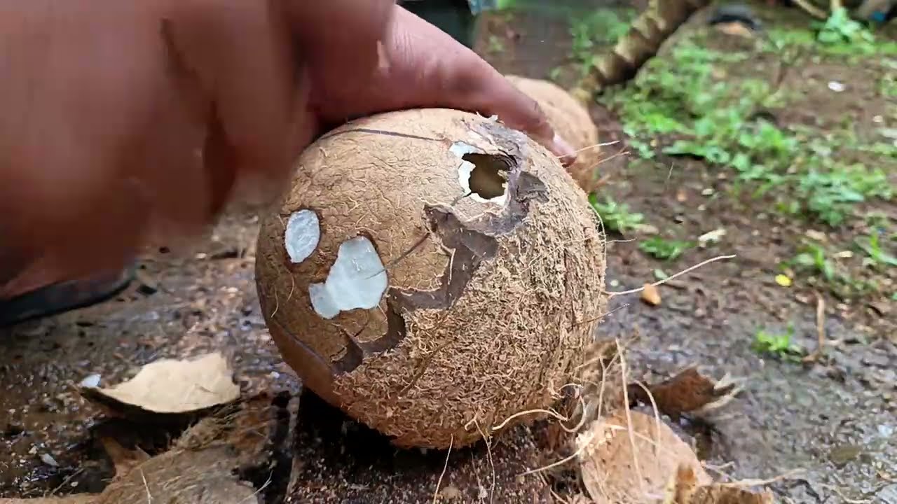 Easy Way to Open a Mature Coconut Shell | Simple Processing Steps