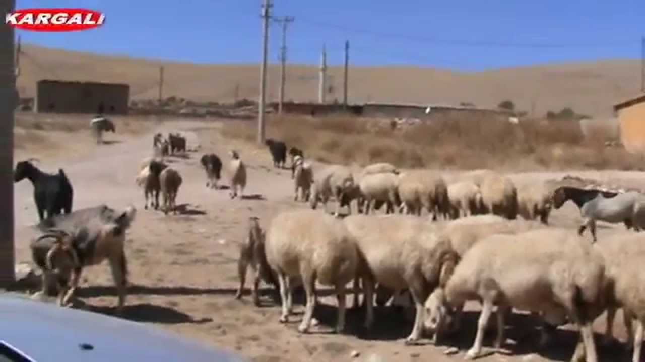 KARGALI KÖYÜ KONYA. ÇAN SESİ.(ÖZGUUN) VİDYO