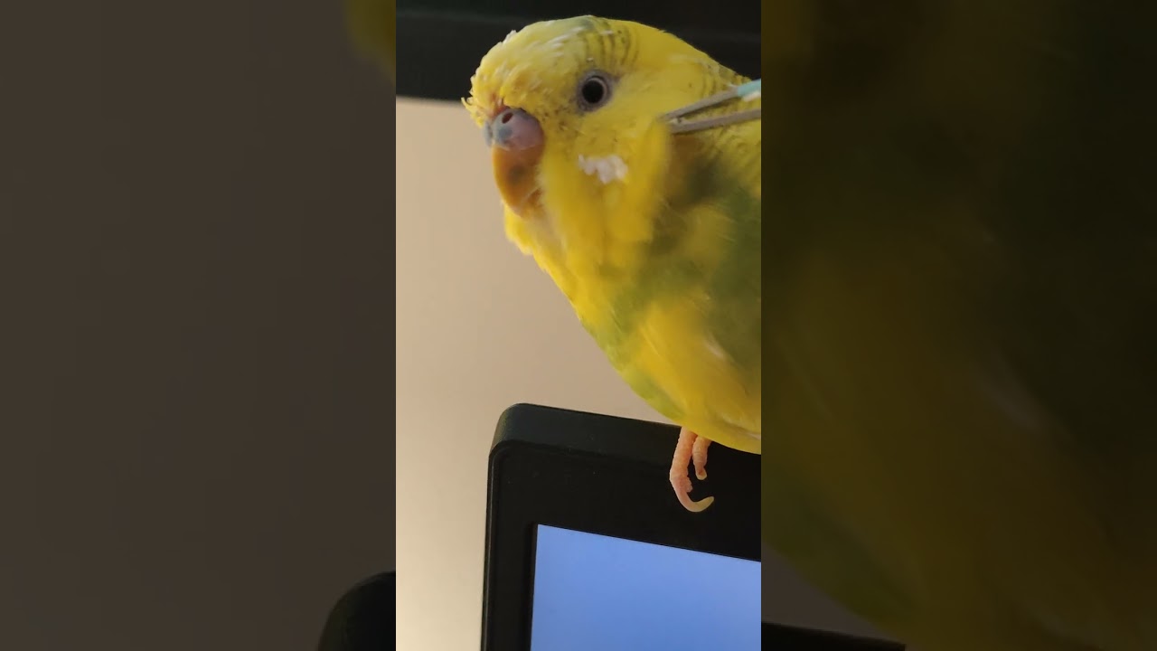 Meet Chimichanga!