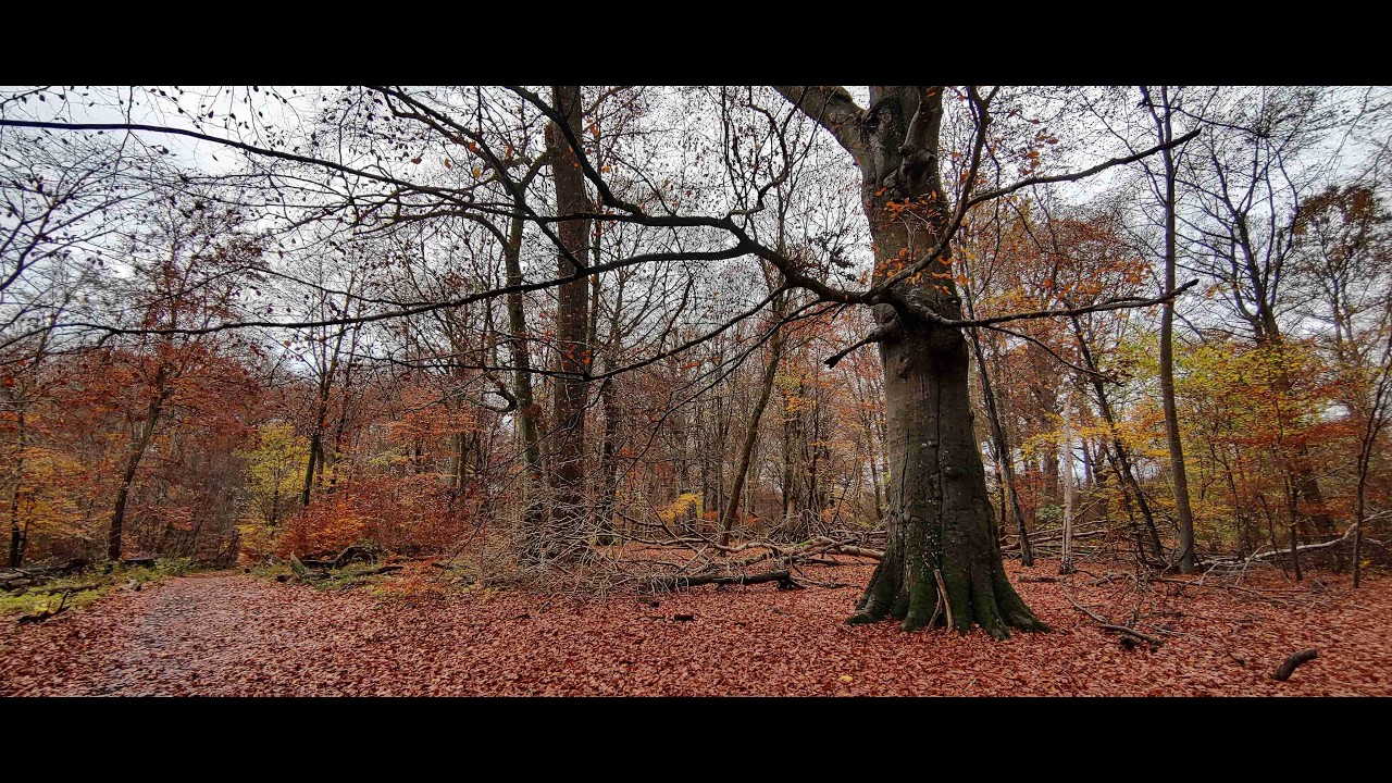 12. november 2025 Næstved – Herlufsholmskoven