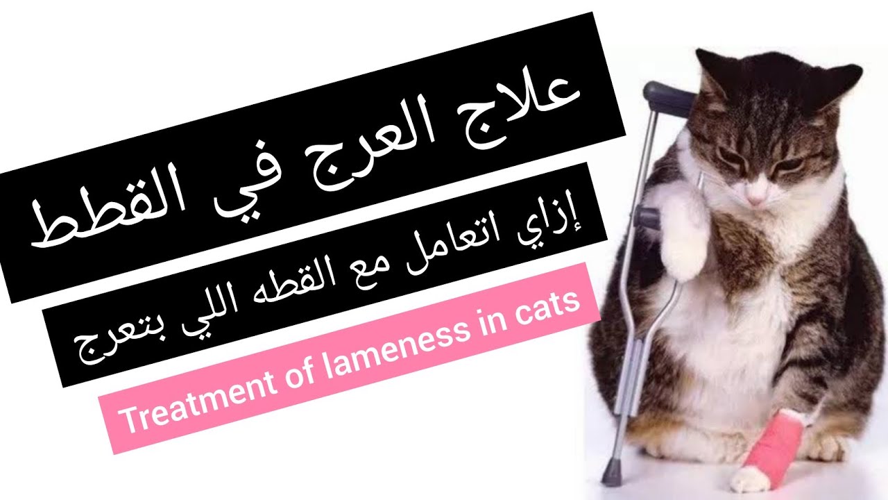 علاج العرج في القطط .. treatment of sudden lameness #طب_بيطري