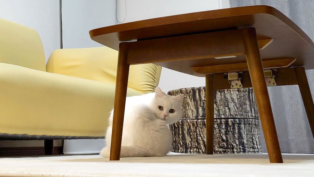 へんてこな猫を隠し撮りしてみたら…