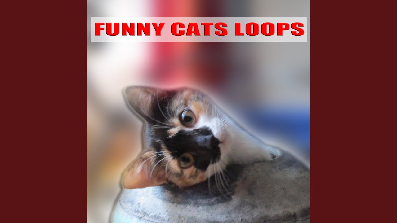 18 Angry Cat Meowing Loop Gato Maulla Chat Miaule Katze
