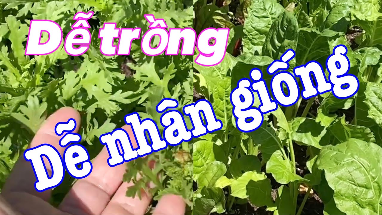 Kỹ thuật mới trồng rau tần ô cải cúc không cần hạt của chị Năm | NT#336