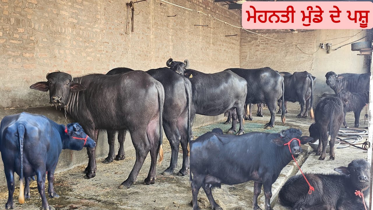 40 ਹਜਾਰ ਦੀ ਕੱਟੀ ਵਾਪਸ ਕਰਦੇ ਅਗਲਾਂ ਇਸ ਝੋਟੀ ਦੀ ਸੋਹਣੇ ਪਸ਼ੂ ਨੇ ਸਾਰੇ ਨਵੀ ਉਮਰ ਦੇ ਮੁੰਡੇ ਕੋਲ। 