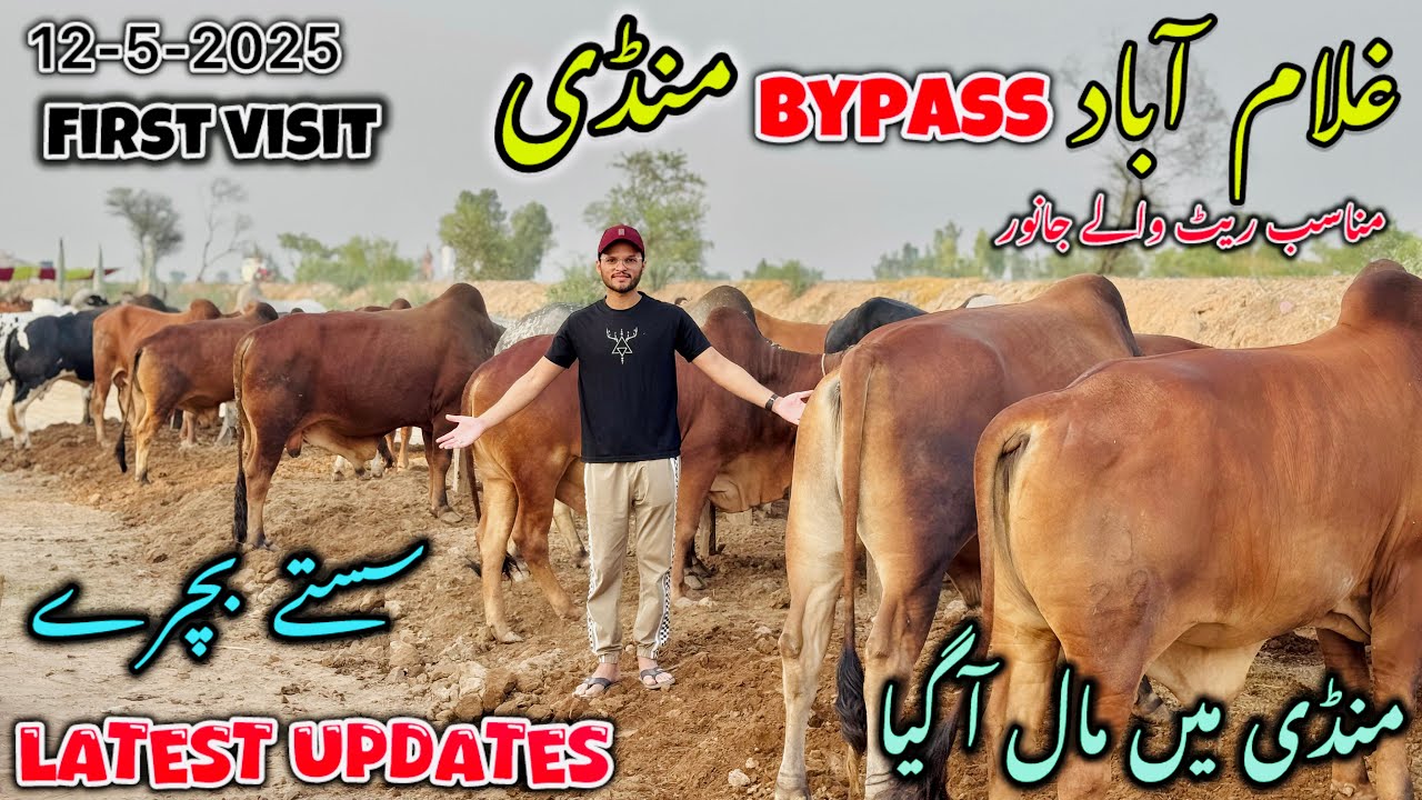2025 Faisalabad Mandi | Today Updates | 12-5-2025 | Gulamabad Mandi first visit | Mandi updates