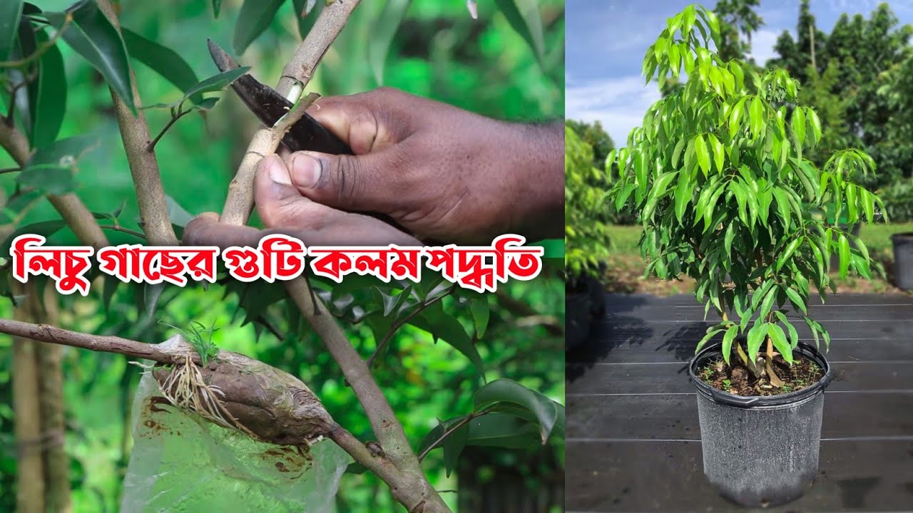 লিচু গাছে কলম করার পদ্ধতি | গুটি কলম করার পদ্ধতি | How to Grafting Lychee Tree