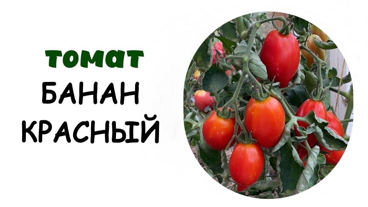 Томат 