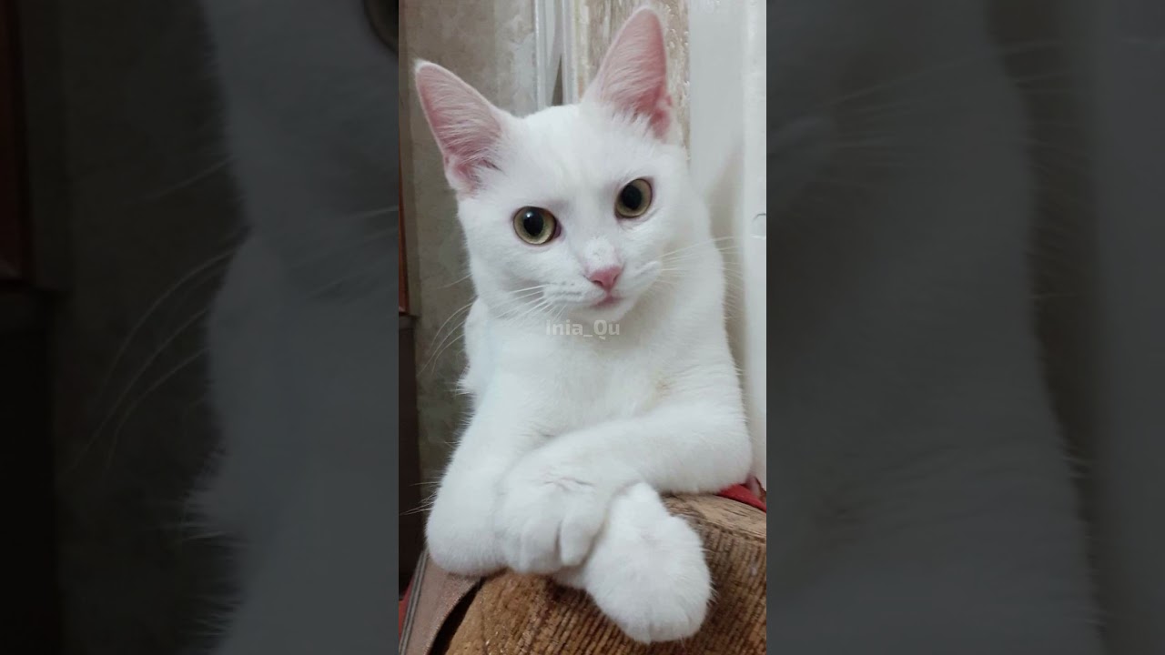 3 Warna kucing kampung langka yang banyak diincar para pecinta kucing