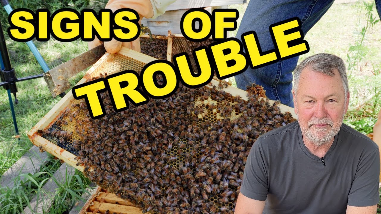 Beekeeping Red Flags: Something’s Not Quite Right