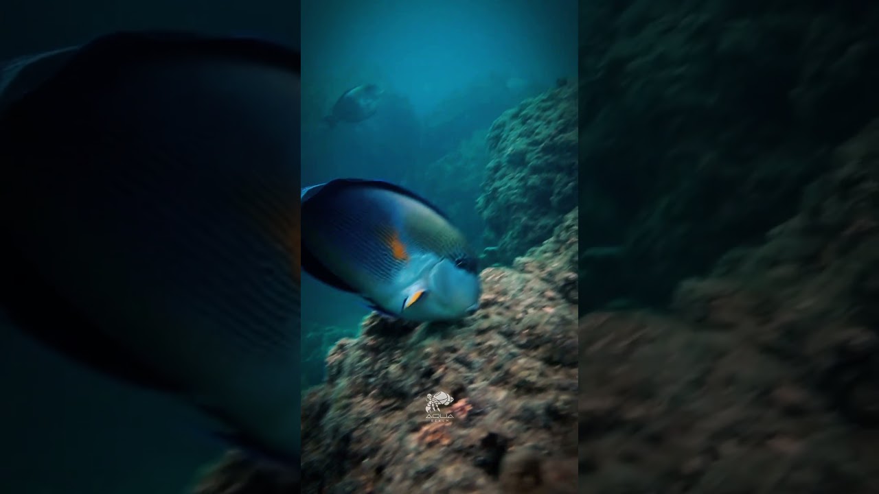Exploring the Fascinating World of Surgeonfish | Underwater Wonders