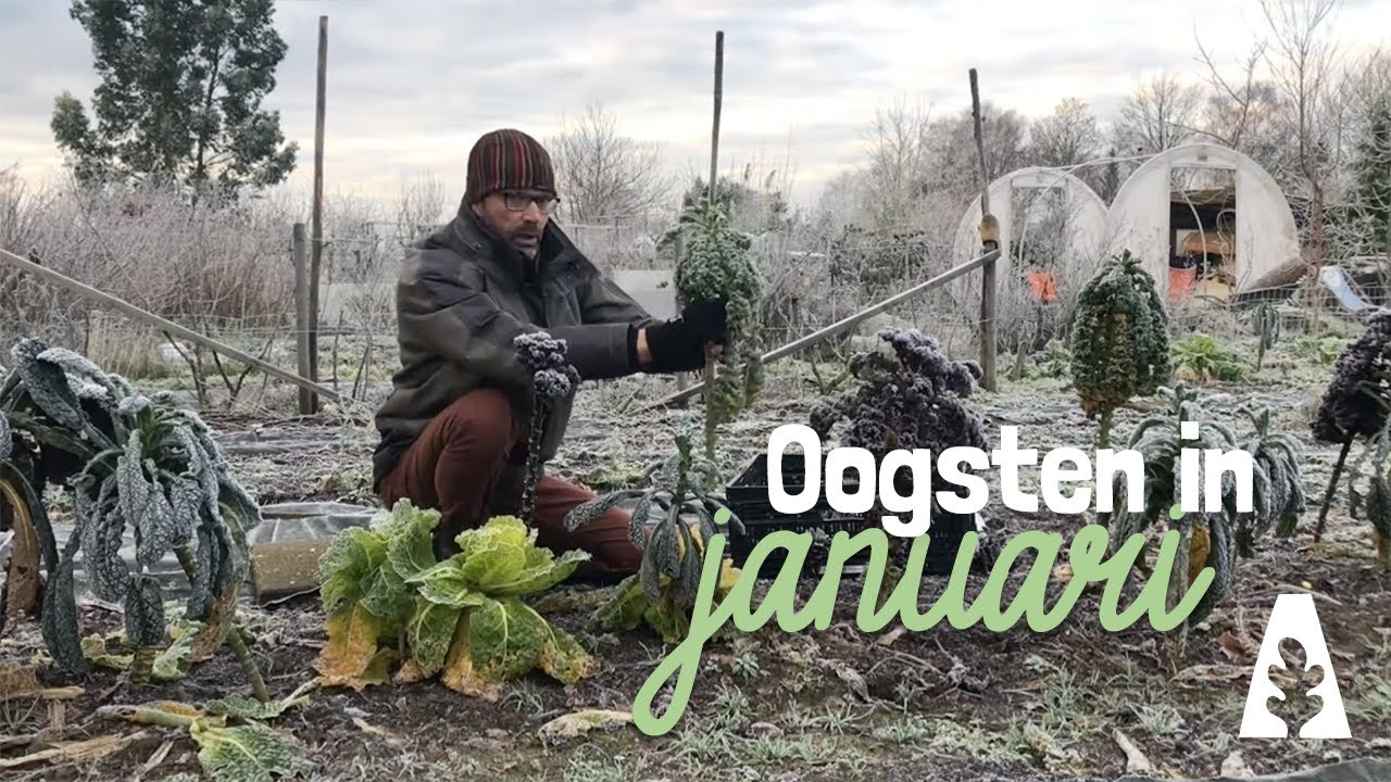 Stadstuinieren - Oogst in januari Palm-  en boerenkool - winteroogst #moestuin