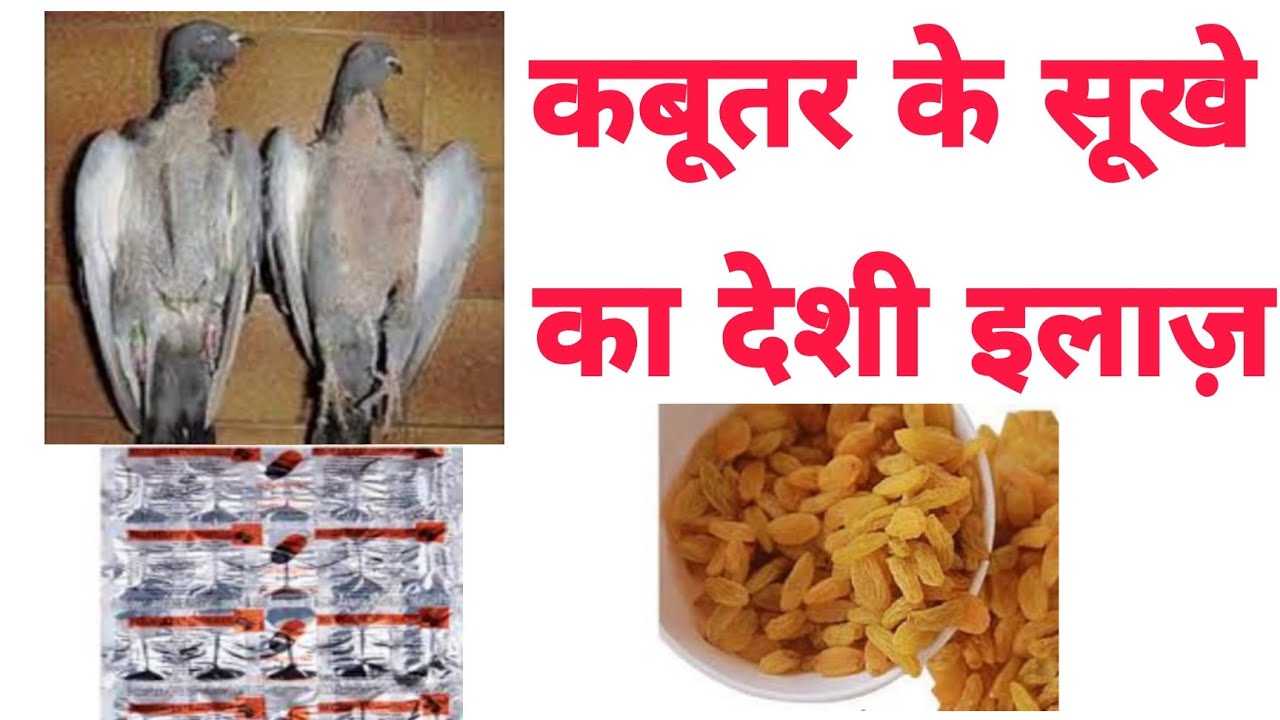 Kabootar ke sukhe ka desi ilaj plus medicine dono ilaj